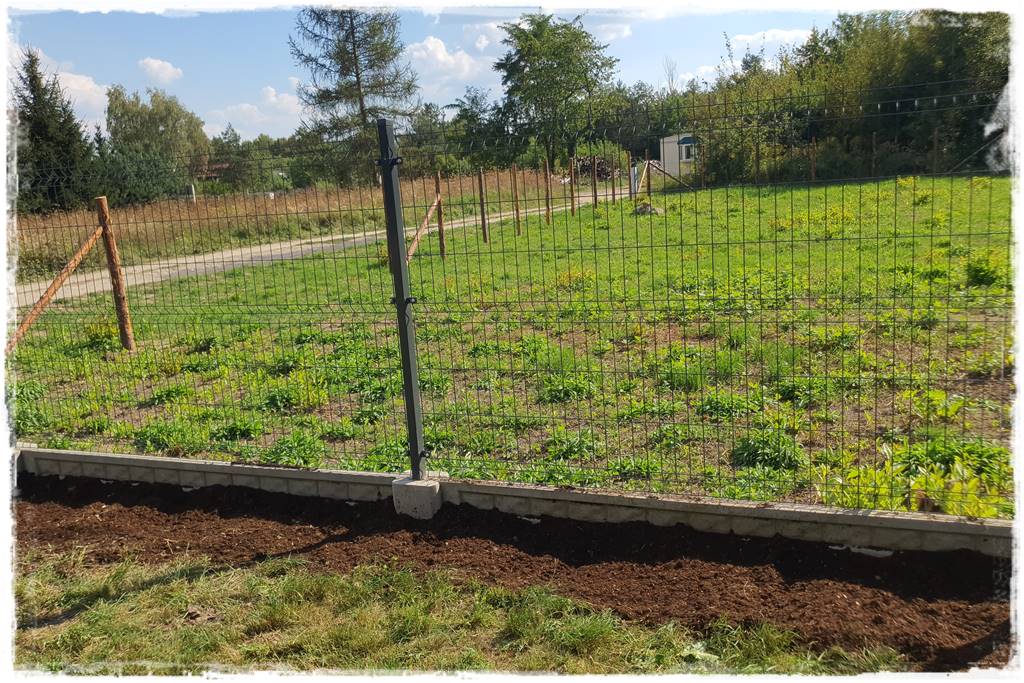 Jak sadzić tuje na żywopłot 19 Jak sadzić tuje na żywopłot 19