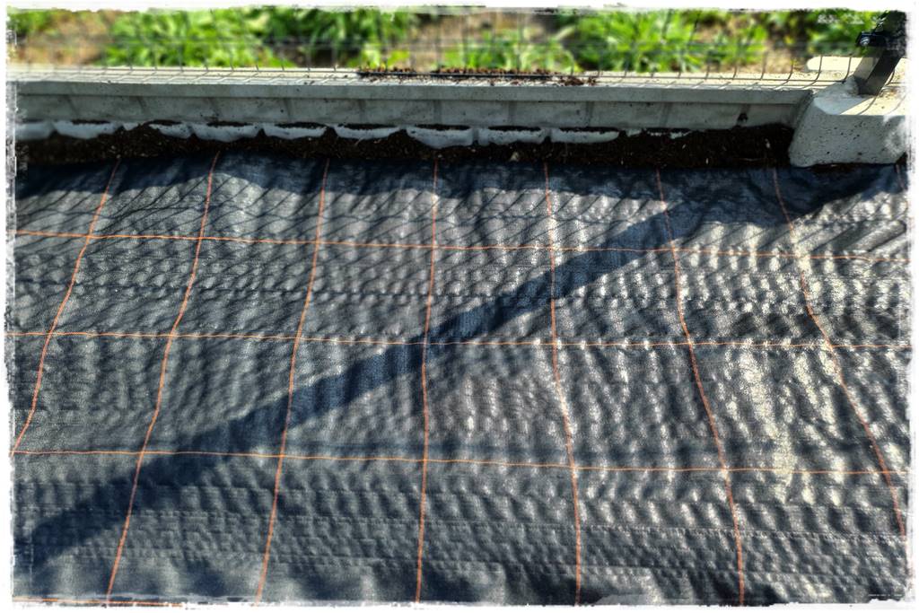 Jak sadzić tuje na żywopłot 24 Jak sadzić tuje na żywopłot 24