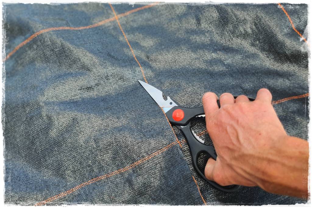 Jak sadzić tuje na żywopłot 25 Jak sadzić tuje na żywopłot 25