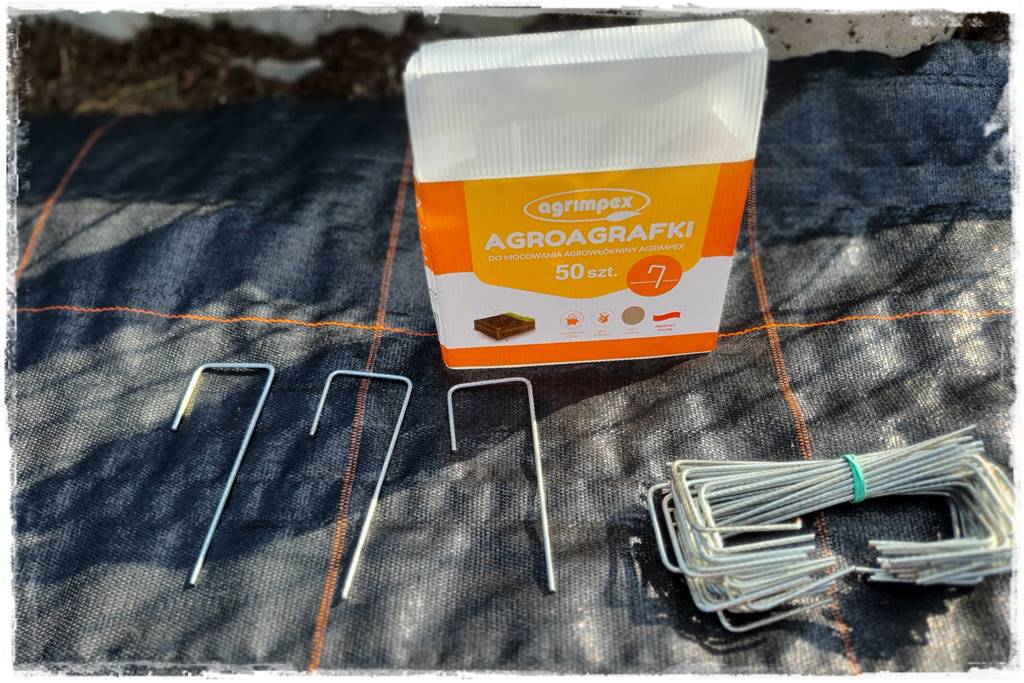 Jak sadzić tuje na żywopłot 28 Jak sadzić tuje na żywopłot 28