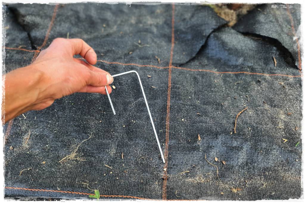 Jak sadzić tuje na żywopłot 29 Jak sadzić tuje na żywopłot 29