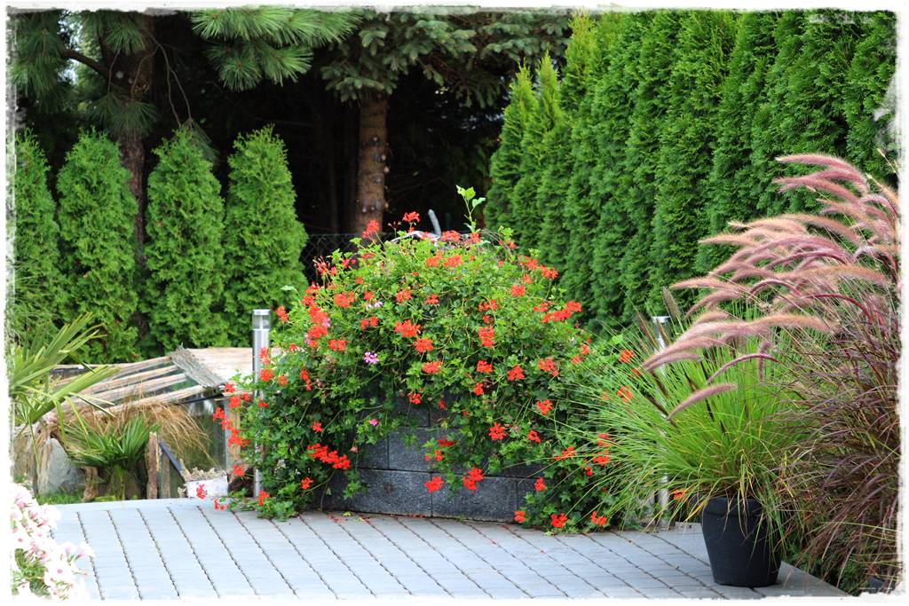 Jak sadzić tuje na żywopłot 3 Jak sadzić tuje na żywopłot 3