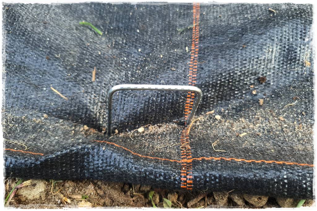 Jak sadzić tuje na żywopłot 30 Jak sadzić tuje na żywopłot 30