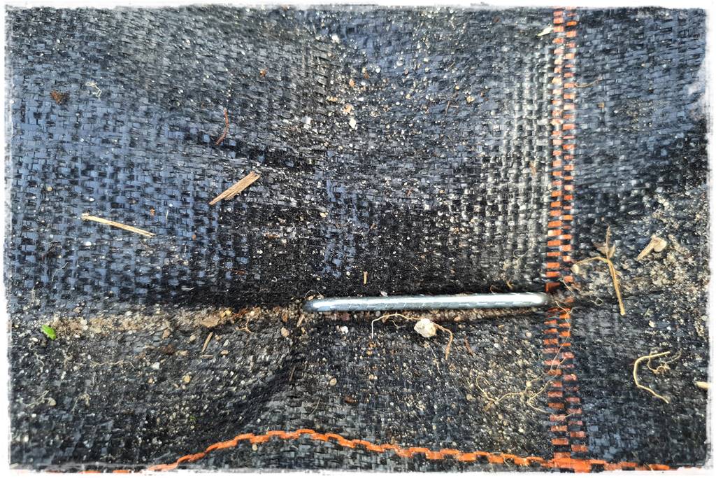 Jak sadzić tuje na żywopłot 31 Jak sadzić tuje na żywopłot 31