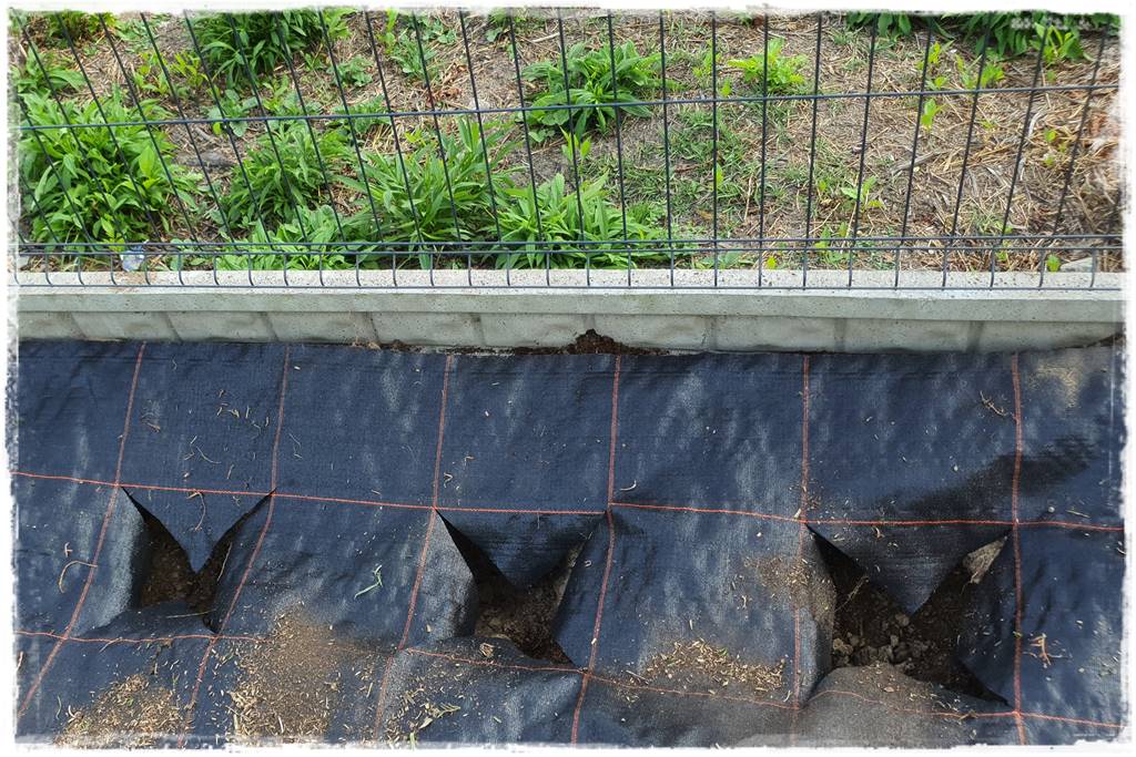 Jak sadzić tuje na żywopłot 33 Jak sadzić tuje na żywopłot 33