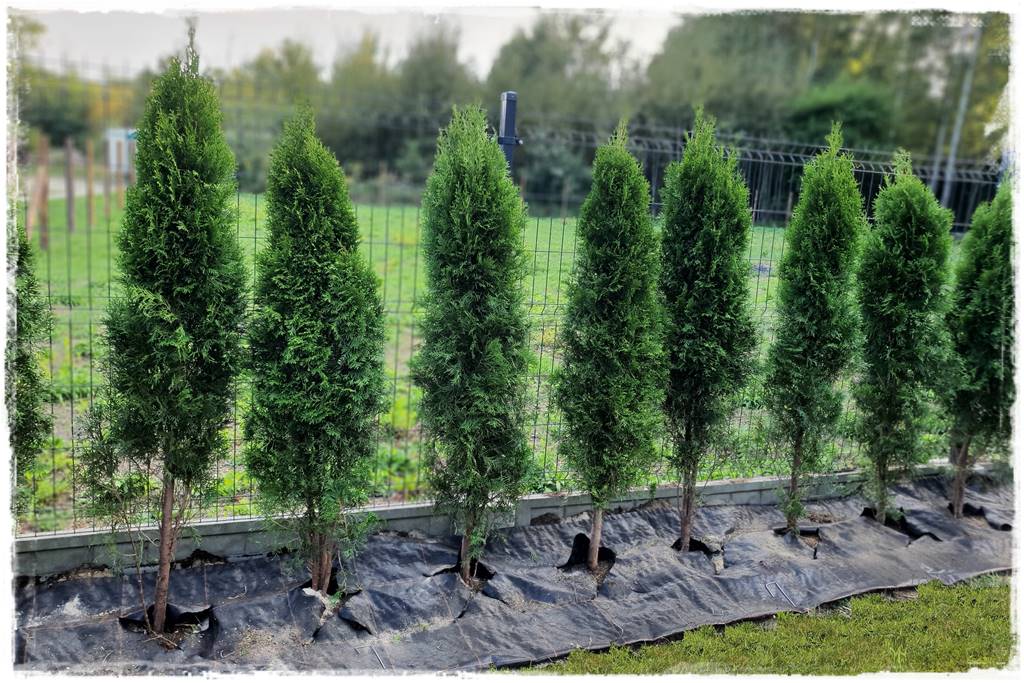 Jak sadzić tuje na żywopłot 34 Jak sadzić tuje na żywopłot 34