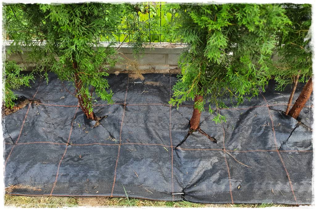 Jak sadzić tuje na żywopłot 35 Jak sadzić tuje na żywopłot 35