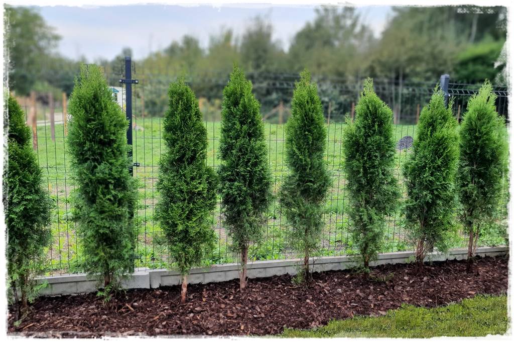 Jak sadzić tuje na żywopłot 36 Jak sadzić tuje na żywopłot 36