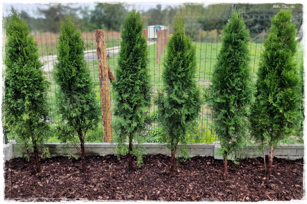 Jak sadzić tuje na żywopłot 36a Jak sadzić tuje na żywopłot 36a