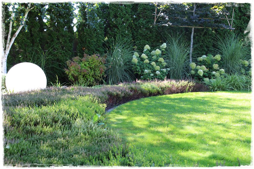 Jak sadzić tuje na żywopłot 37 Jak sadzić tuje na żywopłot 37