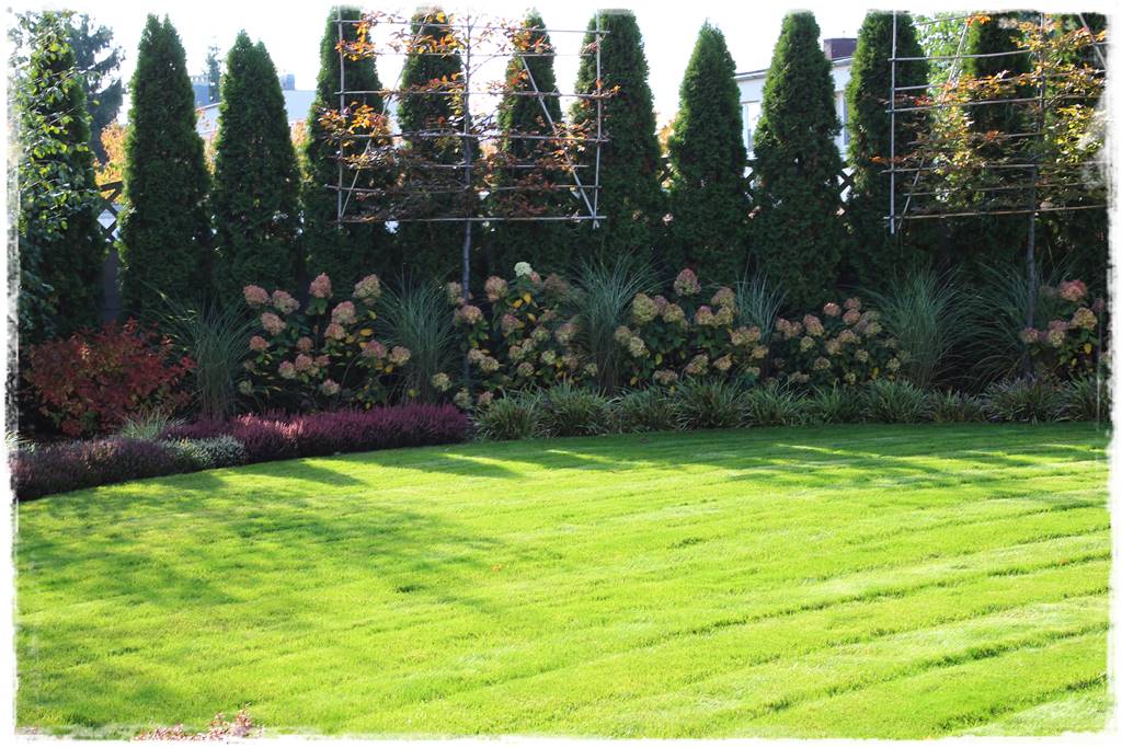 Jak sadzić tuje na żywopłot 4 Jak sadzić tuje na żywopłot 4