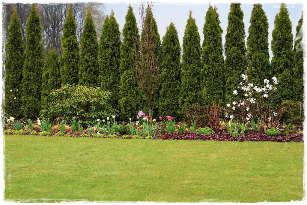 Jak sadzić tuje na żywopłot 6 Jak sadzić tuje na żywopłot 6