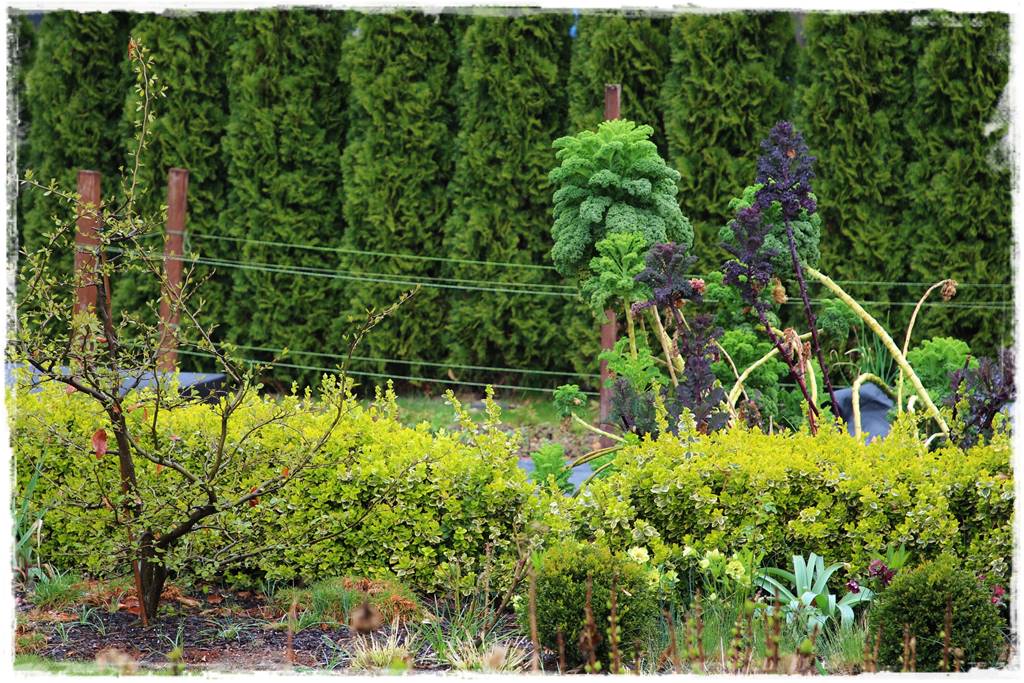 Jak sadzić tuje na żywopłot 7 Jak sadzić tuje na żywopłot 7