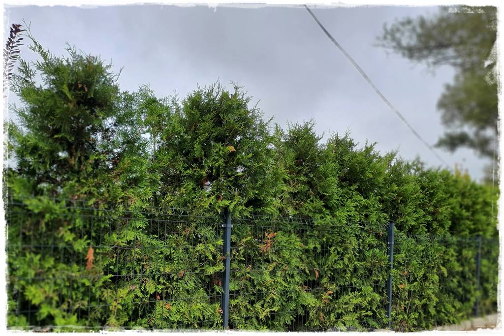 Jak sadzić tuje na żywopłot 8 Jak sadzić tuje na żywopłot 8