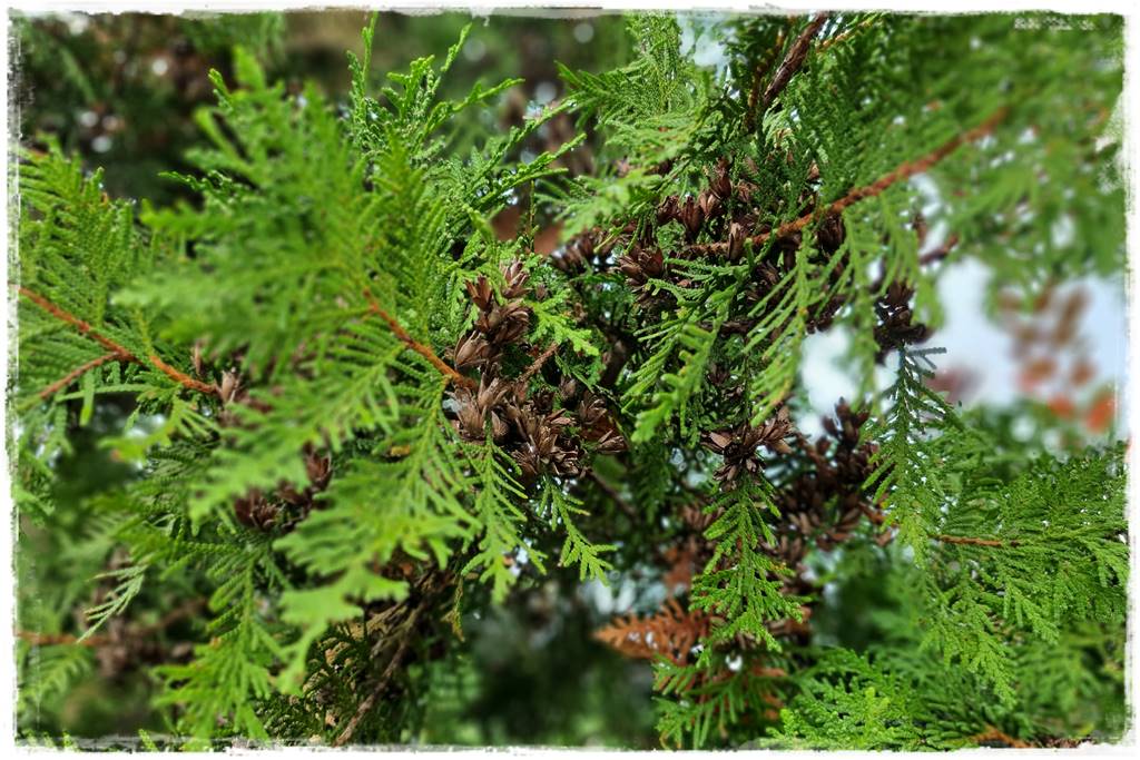 Jak sadzić tuje na żywopłot 9 Jak sadzić tuje na żywopłot 9