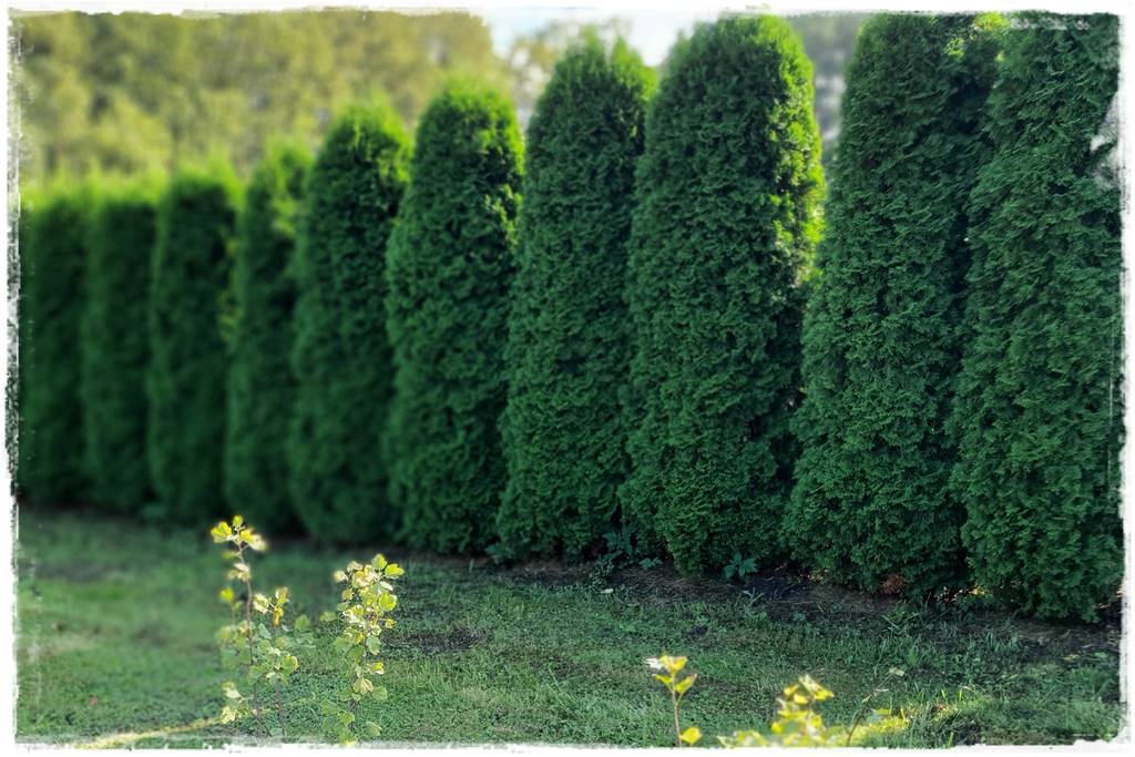 Jak sadzić tuje na żywopłot 9a Jak sadzić tuje na żywopłot 9a