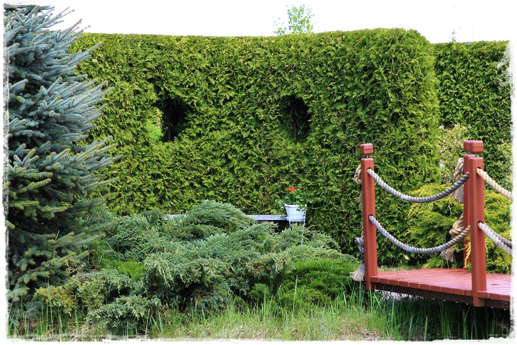 Jak sadzić tuje na żywopłot 9b Jak sadzić tuje na żywopłot 9b