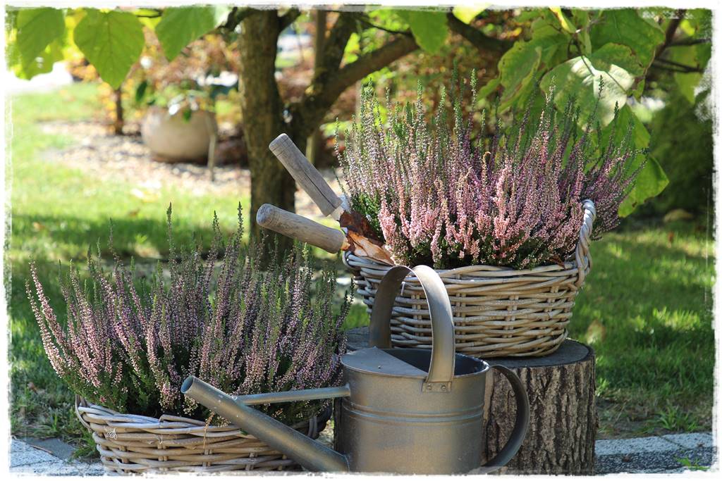 Ogród 2 stylów 66 Ogród 2 stylów 66