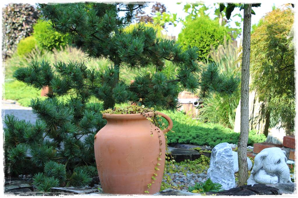 Ogród polsko włoski 11 Ogród polsko włoski 11