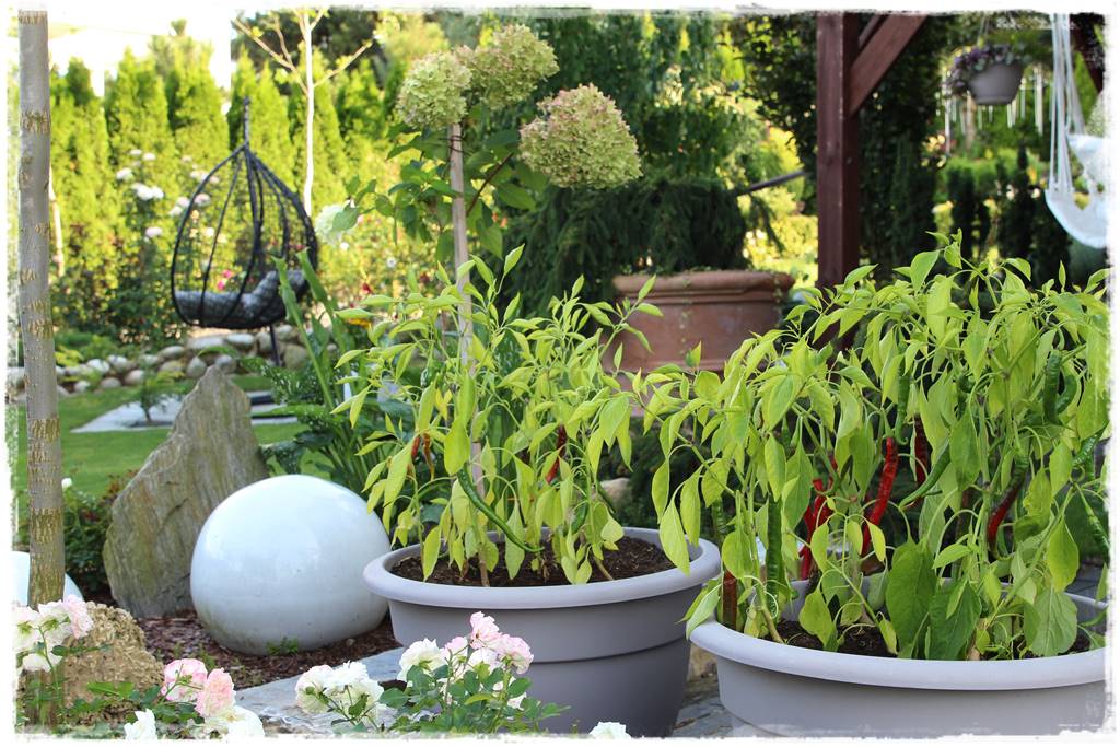 Ogród polsko włoski 54a Ogród polsko włoski 54a