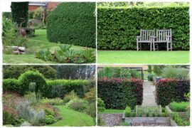 Żywopłot liściasty 0