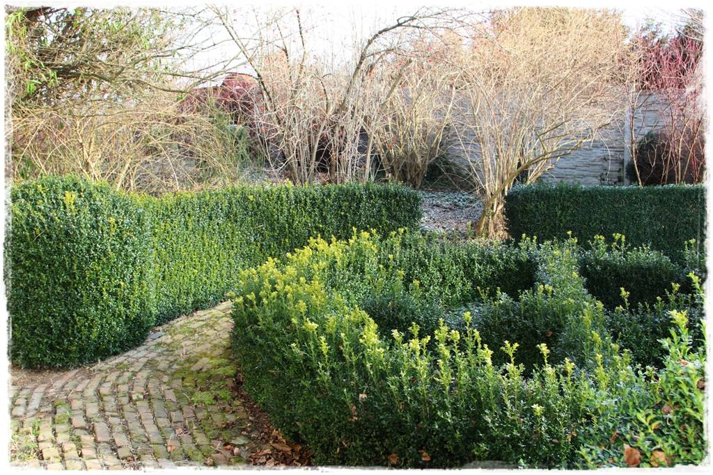 Żywopłot liściasty 71