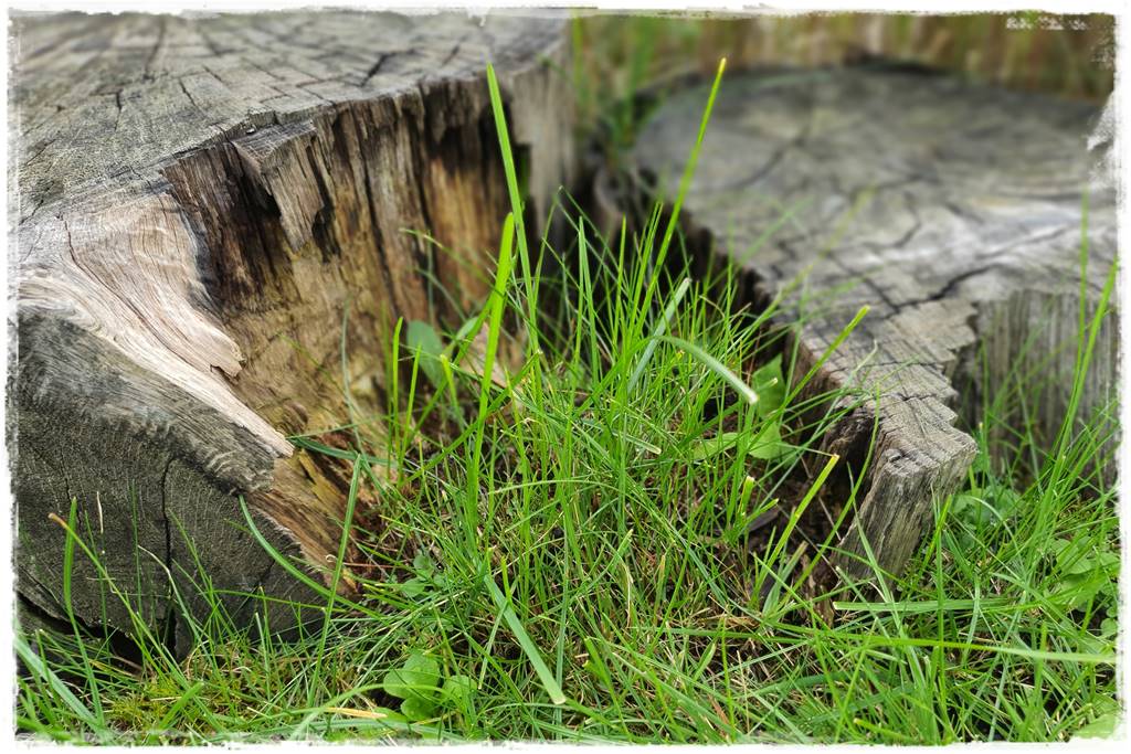 krawędzie trawnika 3 krawędzie trawnika 3