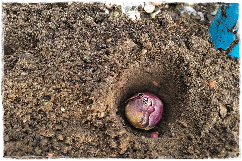 Jak sadzić kwiaty cebulowe 14 Jak sadzić kwiaty cebulowe 14