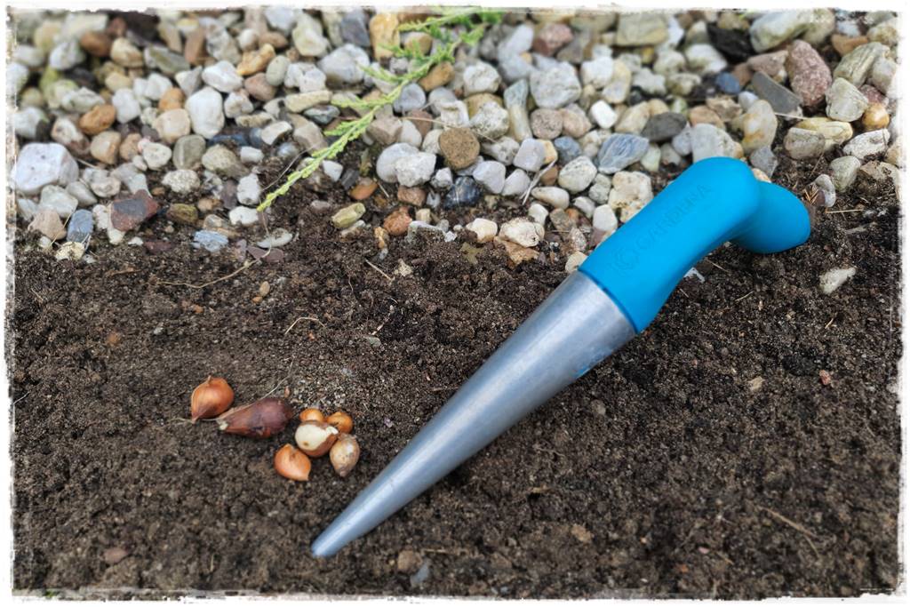 Jak sadzić kwiaty cebulowe 17 Jak sadzić kwiaty cebulowe 17