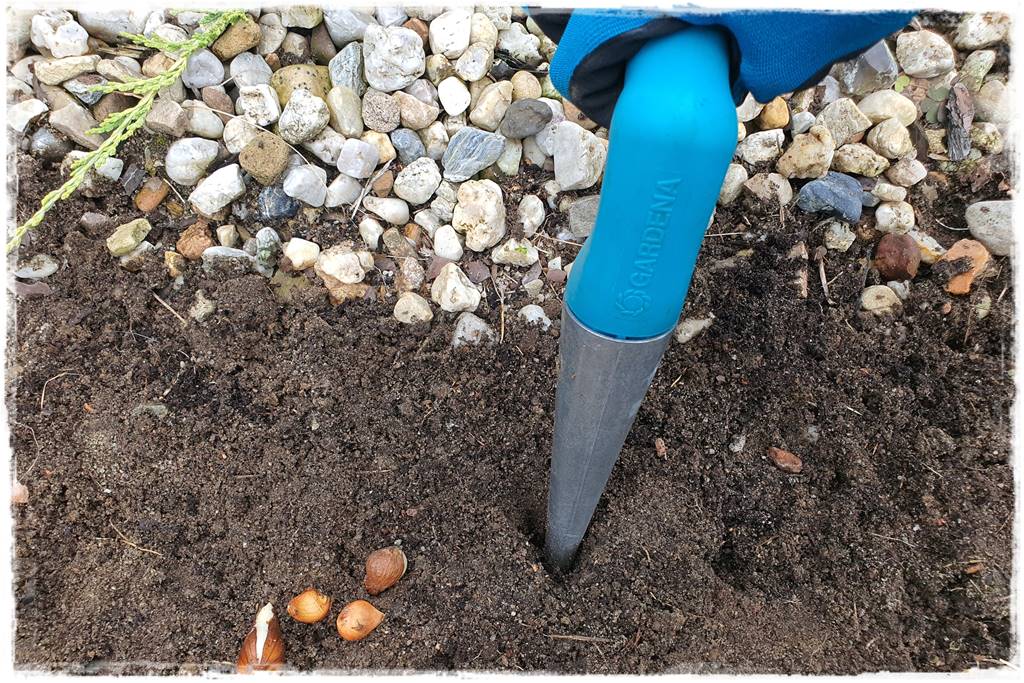 Jak sadzić kwiaty cebulowe 18 Jak sadzić kwiaty cebulowe 18