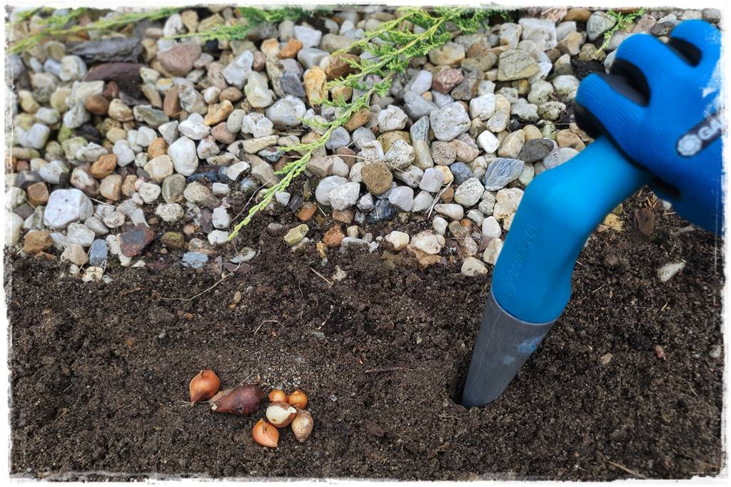 Jak sadzić kwiaty cebulowe 19 Jak sadzić kwiaty cebulowe 19