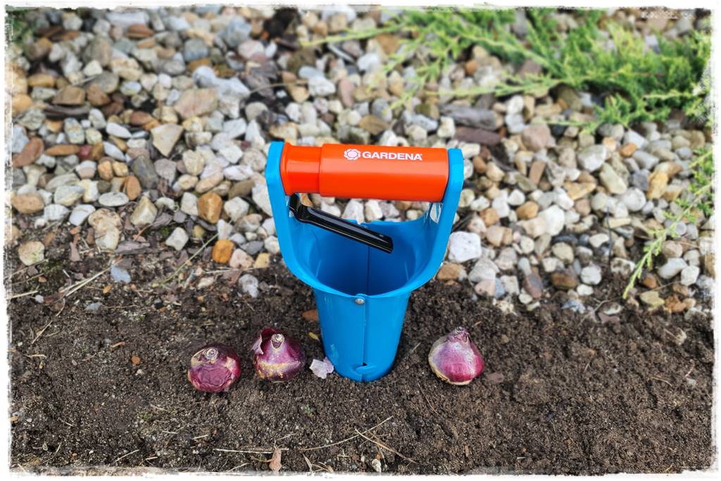 Jak sadzić kwiaty cebulowe 22 Jak sadzić kwiaty cebulowe 22