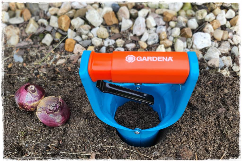 Jak sadzić kwiaty cebulowe 22a Jak sadzić kwiaty cebulowe 22a