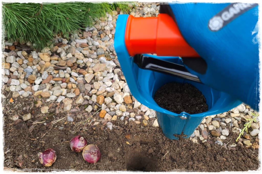 Jak sadzić kwiaty cebulowe 24a Jak sadzić kwiaty cebulowe 24a