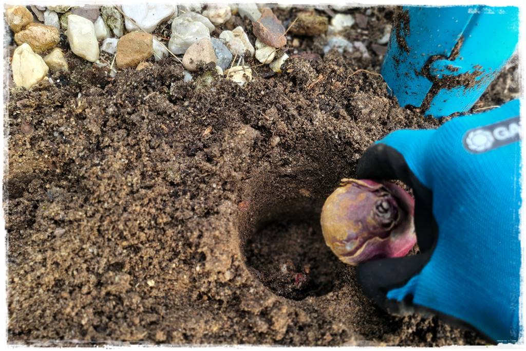 Jak sadzić kwiaty cebulowe 26 Jak sadzić kwiaty cebulowe 26