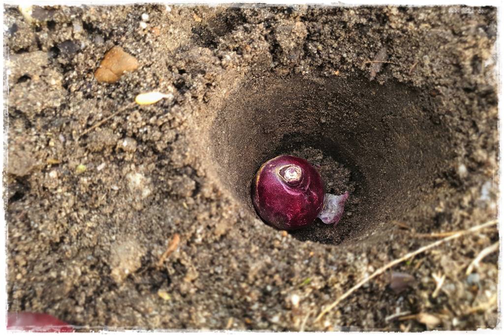 Jak sadzić kwiaty cebulowe 26a Jak sadzić kwiaty cebulowe 26a