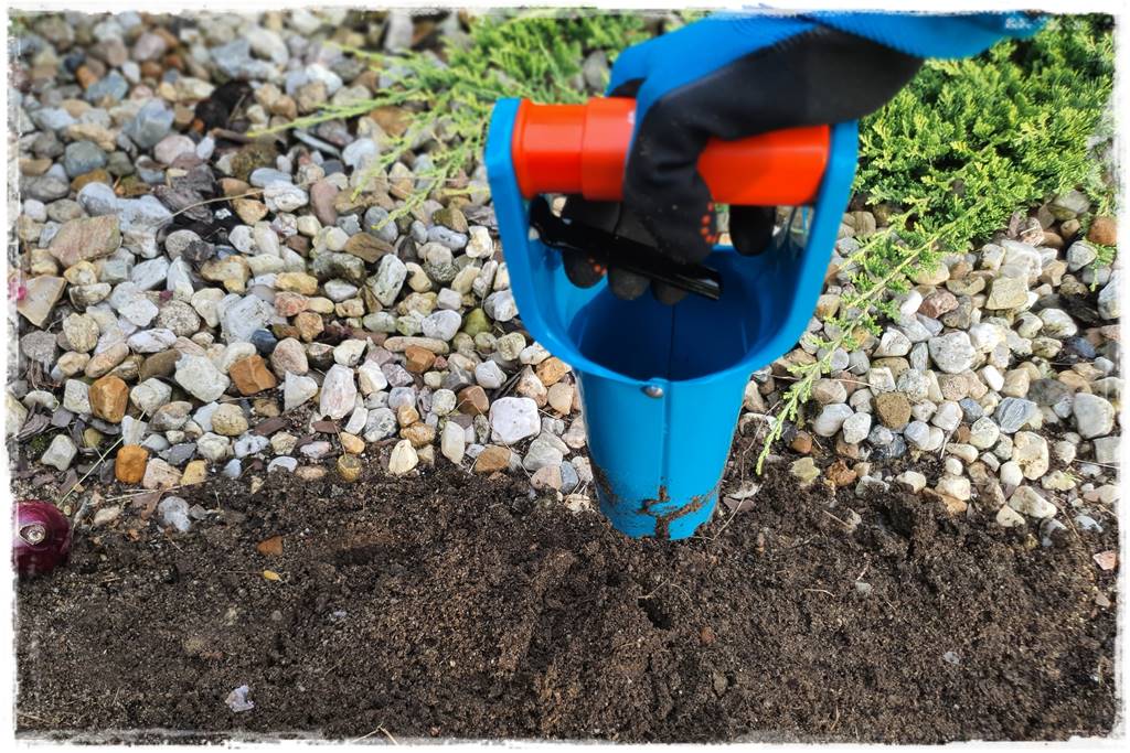 Jak sadzić kwiaty cebulowe 27a Jak sadzić kwiaty cebulowe 27a