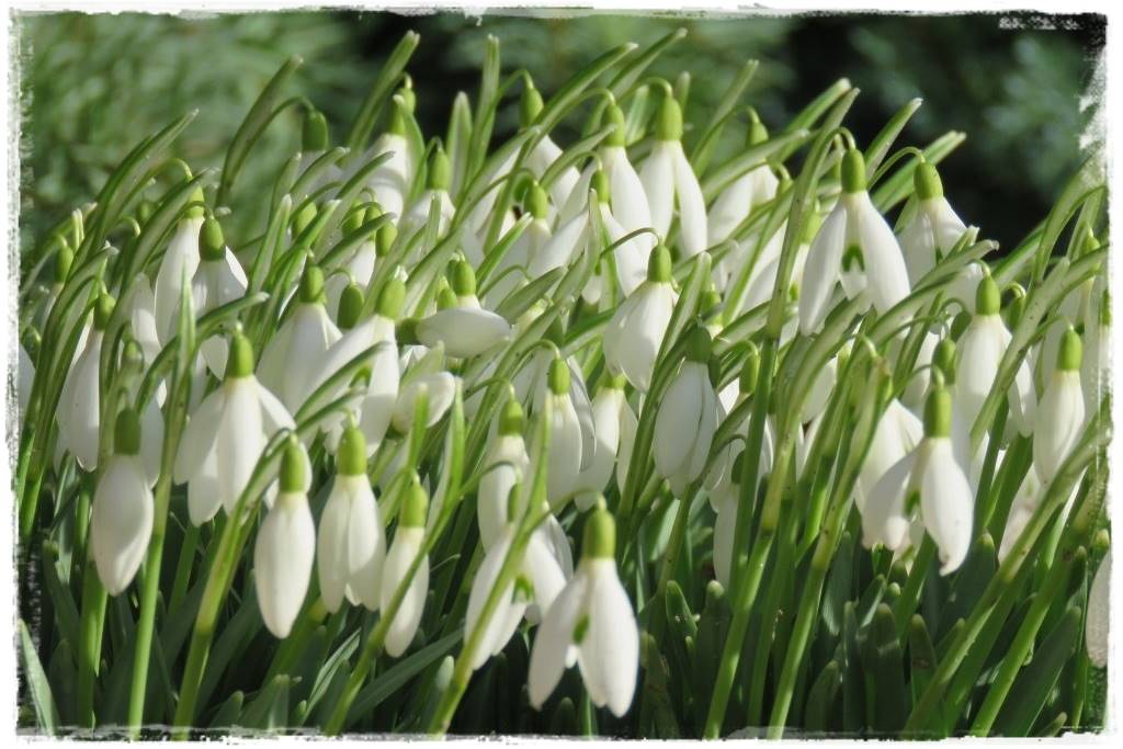 Jak sadzić kwiaty cebulowe 4 Jak sadzić kwiaty cebulowe 4