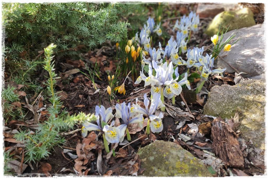 Jak sadzić kwiaty cebulowe 5 Jak sadzić kwiaty cebulowe 5