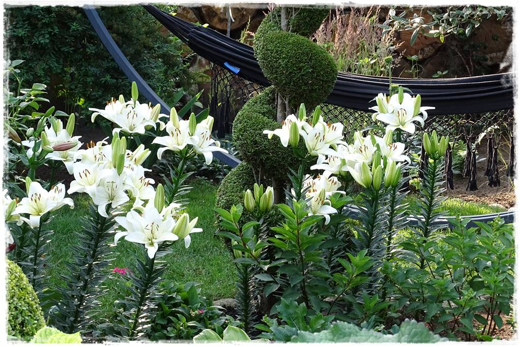 Jak sadzić kwiaty cebulowe 7 Jak sadzić kwiaty cebulowe 7