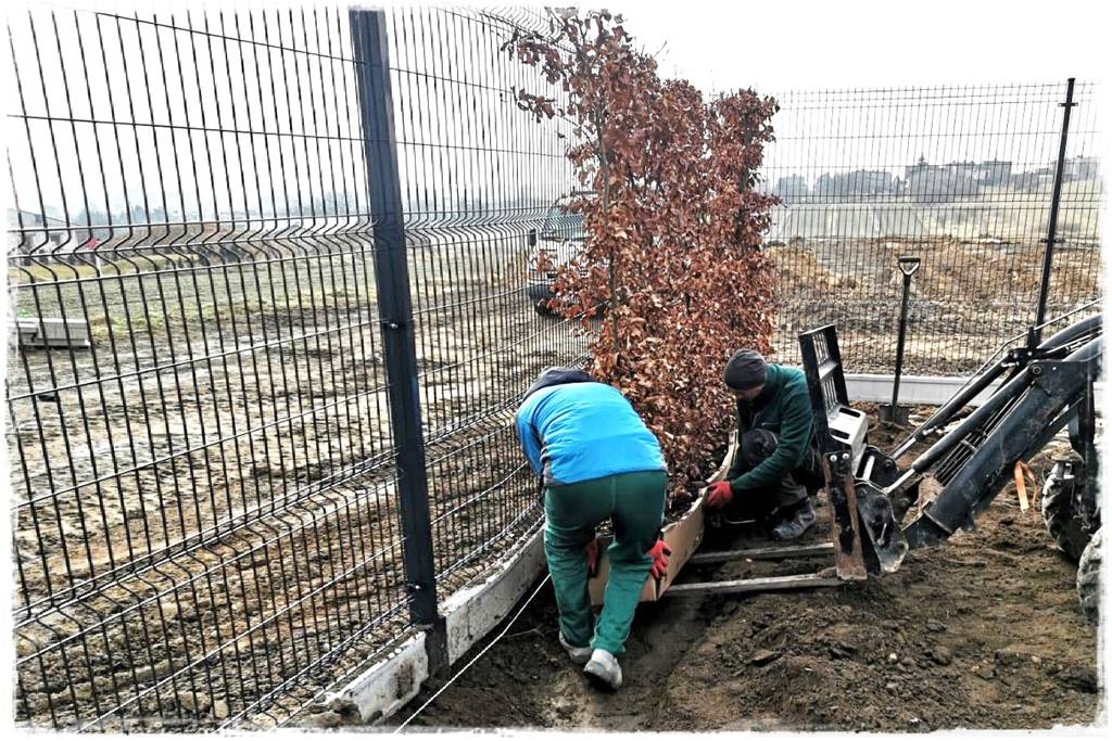 Kiedy sadzić żywopłot 1 Kiedy sadzić żywopłot 1