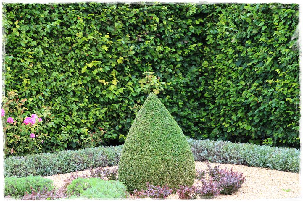 Kiedy sadzić żywopłot 11 Kiedy sadzić żywopłot 11