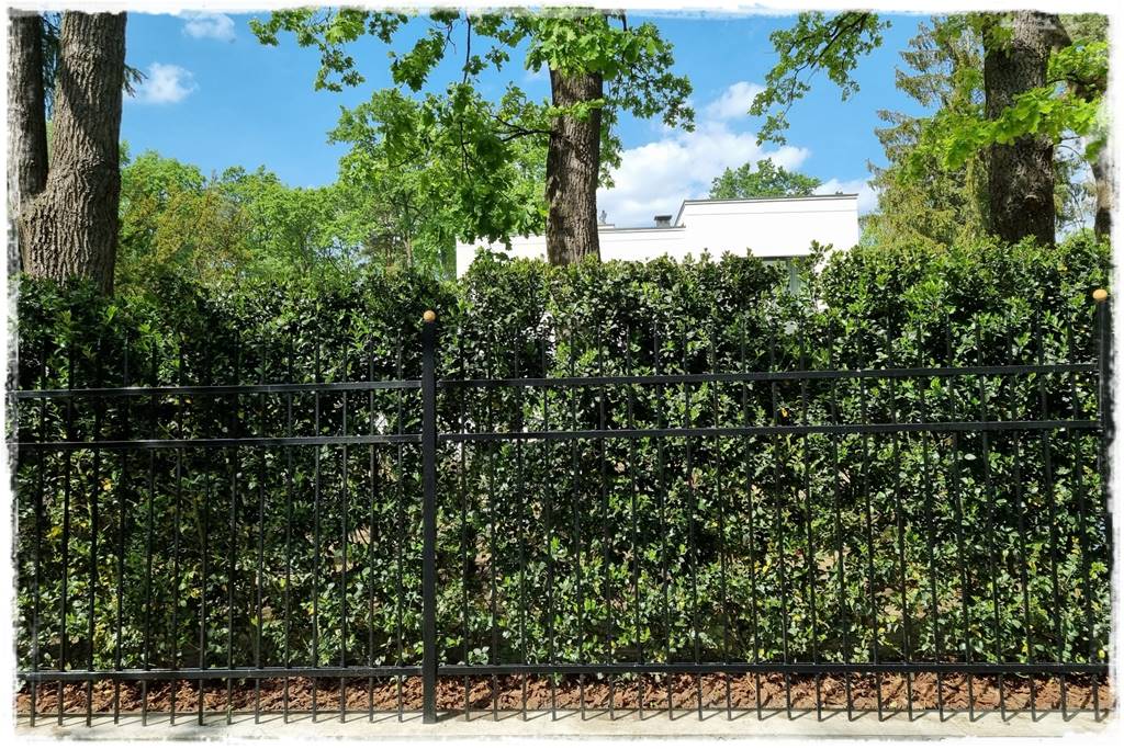 Kiedy sadzić żywopłot 14 Kiedy sadzić żywopłot 14