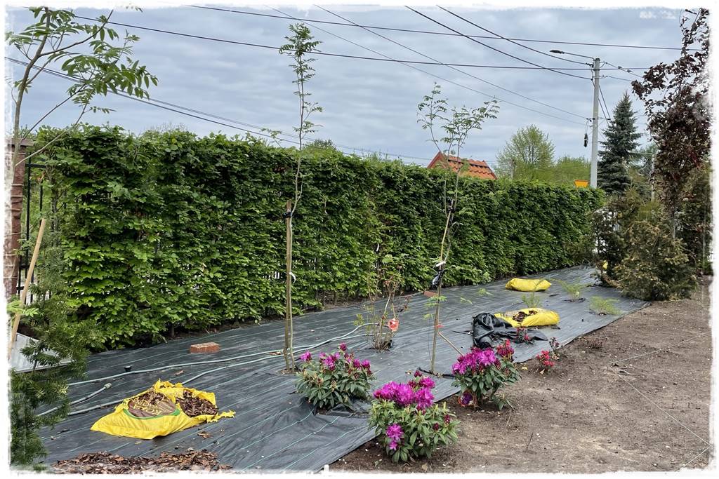 Kiedy sadzić żywopłot 2 Kiedy sadzić żywopłot 2