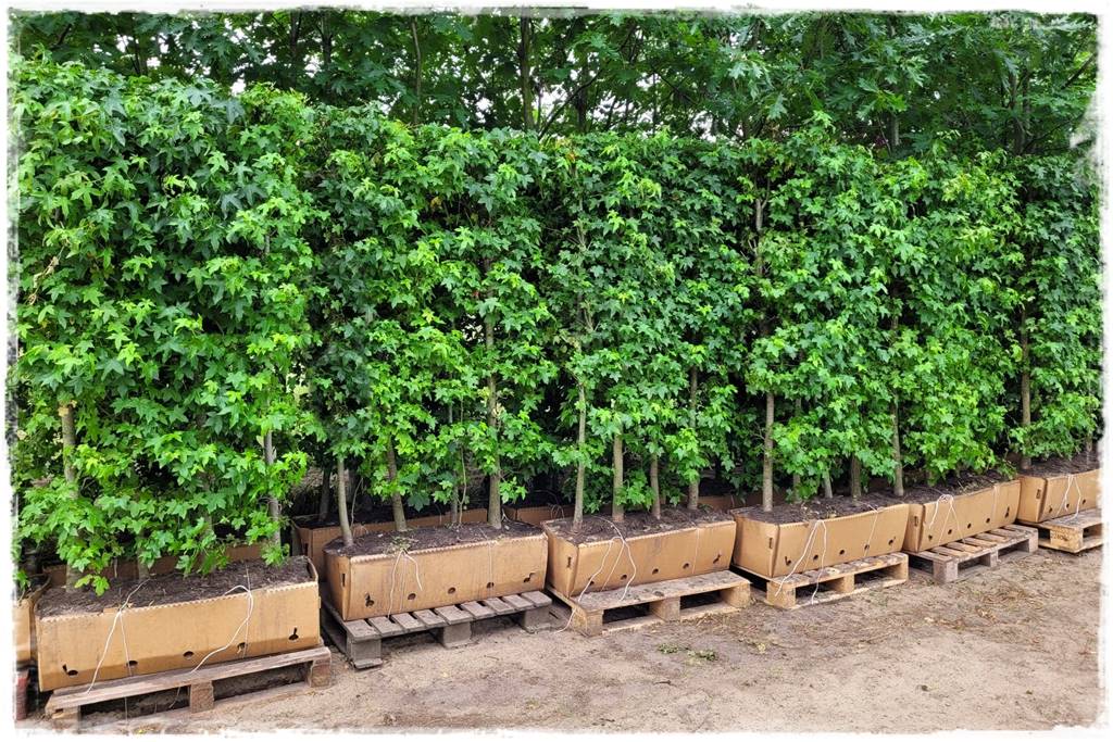 Kiedy sadzić żywopłot 20 Kiedy sadzić żywopłot 20