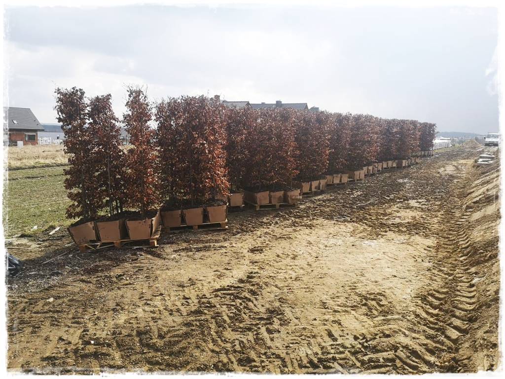 Kiedy sadzić żywopłot 21 Kiedy sadzić żywopłot 21