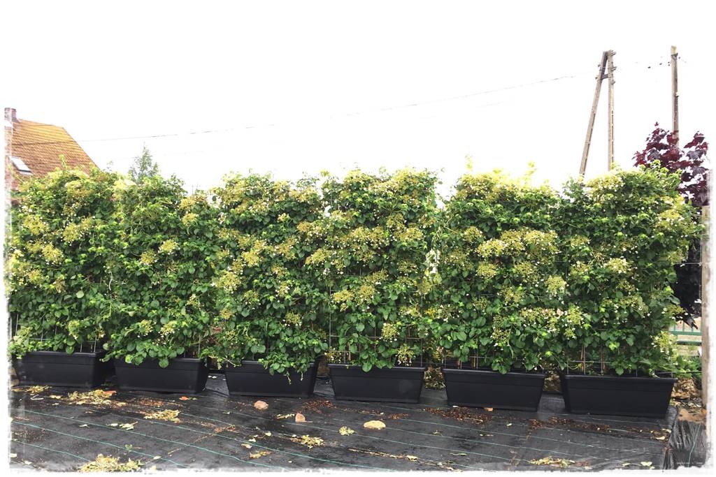 Kiedy sadzić żywopłot 22 Kiedy sadzić żywopłot 22