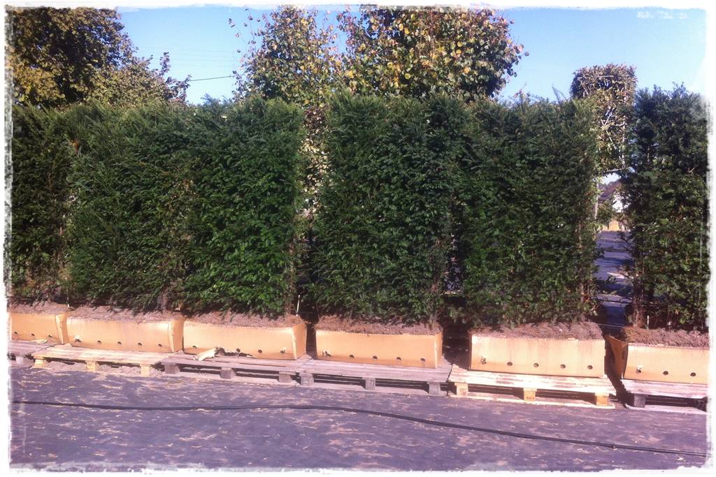 Kiedy sadzić żywopłot 24 Kiedy sadzić żywopłot 24