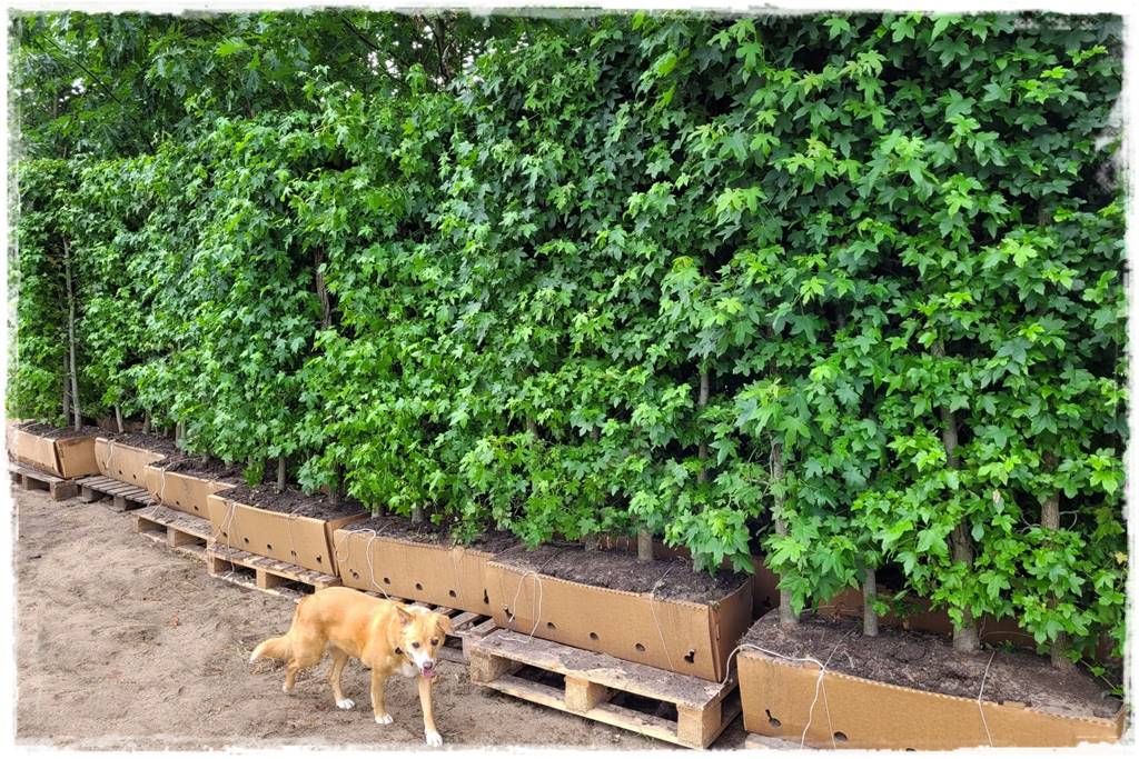 Kiedy sadzić żywopłot 25 Kiedy sadzić żywopłot 25