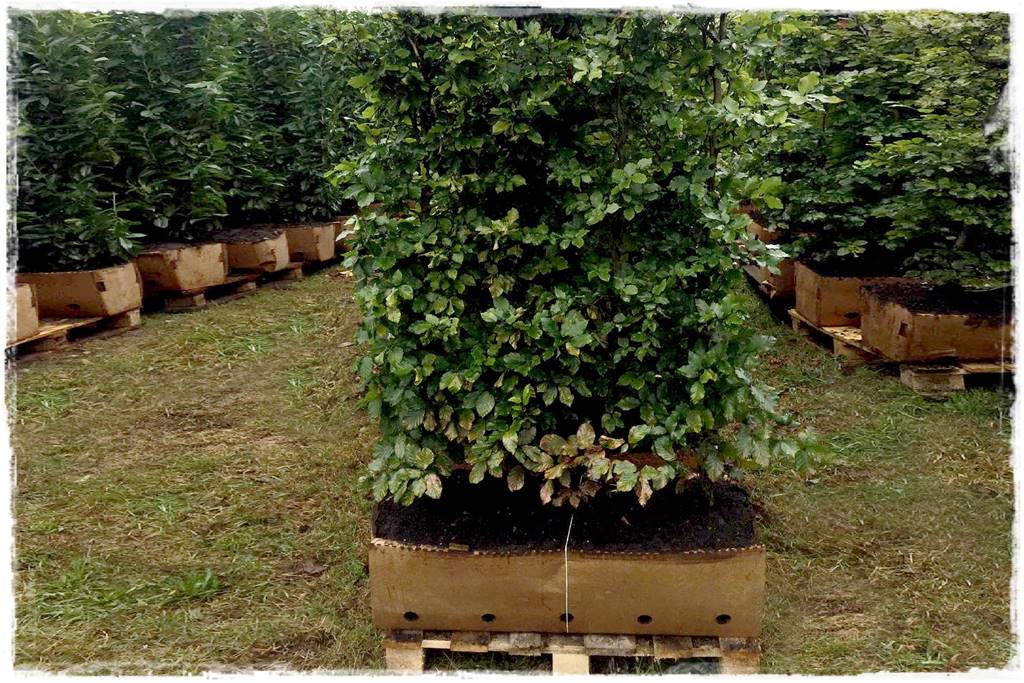 Kiedy sadzić żywopłot 26 Kiedy sadzić żywopłot 26